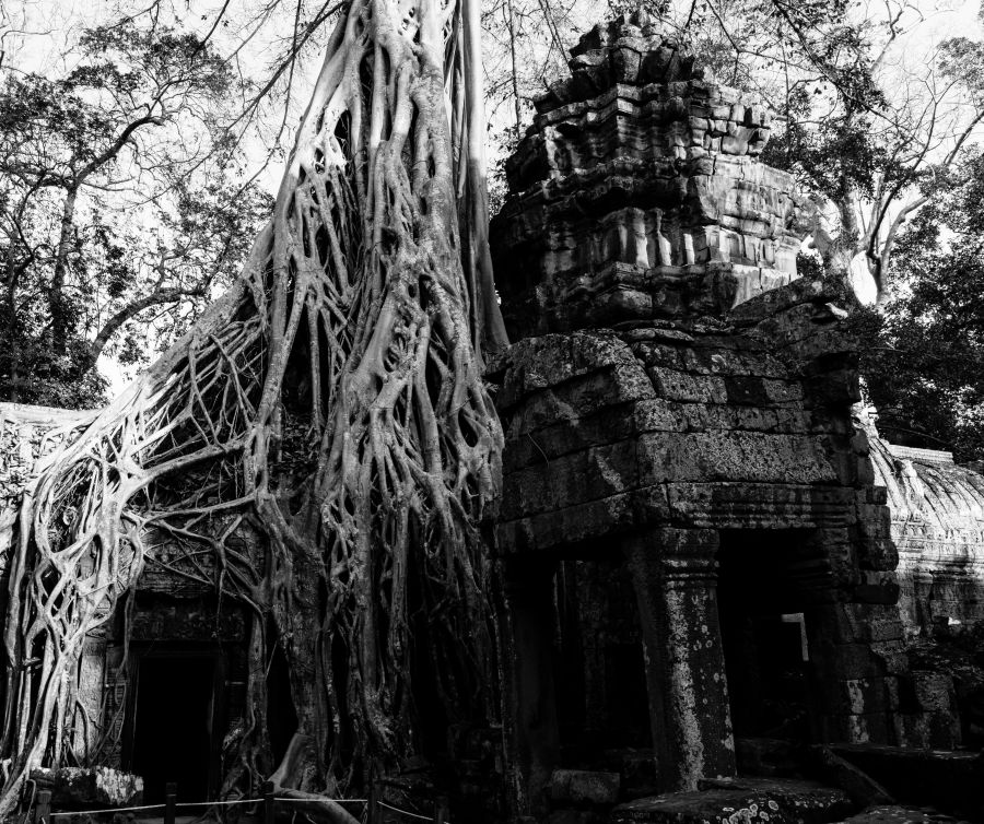 ta prohm-141-2.jpg